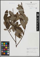 Foto von Salix atrocinerea Brot.